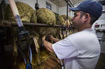 Las explotaciones lácteas siguen cayendo en picado