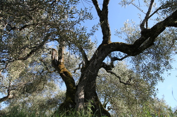 La falta de PGE roba ayudas al olivar y al viñedo