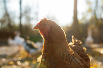 Preguntas y respuestas sobre la gripe aviar