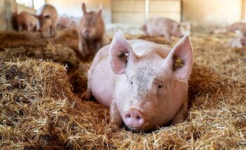 La ganadería cárnica se reivindica como pilar del medio rural