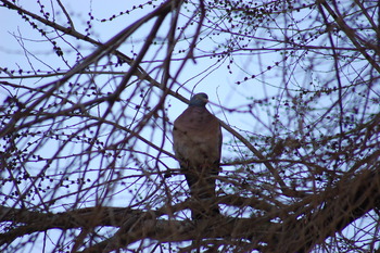 COAG estima que el conejo causa daños en 800.000 hectáreas