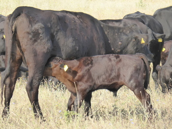 La DNC llega para quedarse