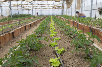 La superficie ecológica creció un 19% en España de 2020 a 2023