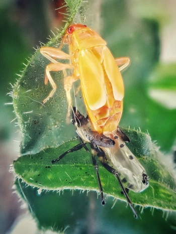 El control biológico es el futuro de la agricultura sostenible