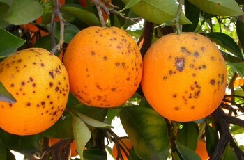 Bruselas presenta el texto legal para el acuerdo con Mercosur