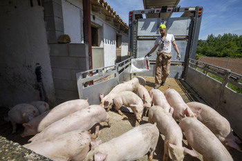 El porcino sigue creciendo y  se refuerza frente a la PPA