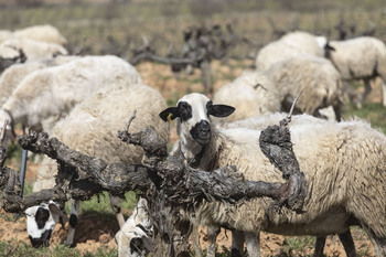El sector primario se siente abandonado por la UE