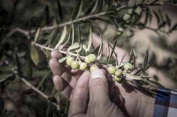 Los aranceles de EEUU no frenan la exportación de aceite
