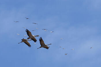 España suma un centenar de focos de gripe aviar en aves silvestres