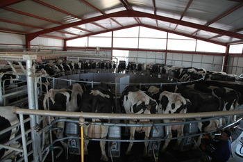 Los precios de la leche van al alza