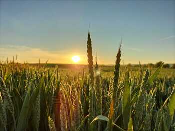 La mejor cosecha en el peor momento