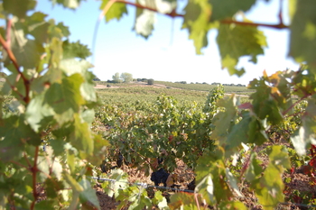 La familia de Campo y Alma no deja de crecer