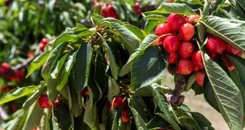 China autoriza la importación de cereza española