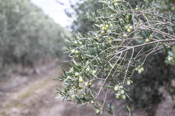 COAG alerta de la presencia de «aceite fantasma tunecino»