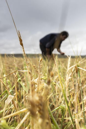 La superficie dañada en el primer trimestre baja un 13%