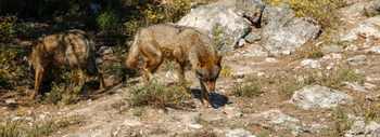 UPA urge al Gobierno a trasponer la normativa sobre el lobo