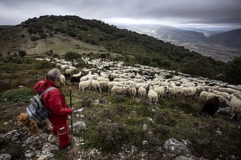 Las exportaciones de ovino aumentaron un 20% en valor en 2024