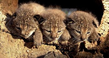 El resurgir del lince