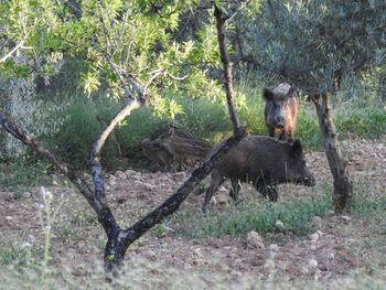 Descartan la peste porcina en los jabalíes muertos en Collserola