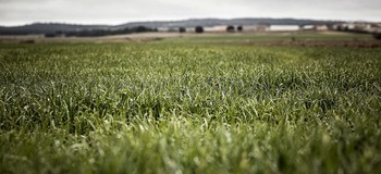El campo, rehén de una tregua precaria