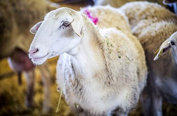 Exportación y religión, claves de futuro para el sector ovino