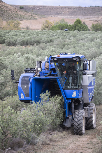 UPA: «España  debe regular el mercado de aceite de oliva»
