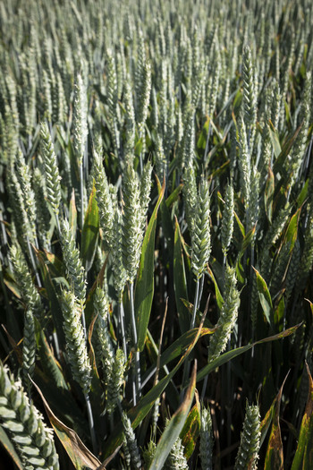 ASAJA, COAG y UPA exigen limitar las importaciones de cereal