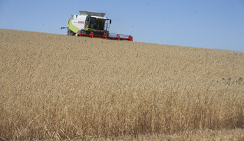 Los precios bajos marcan el mercado cerealista actual