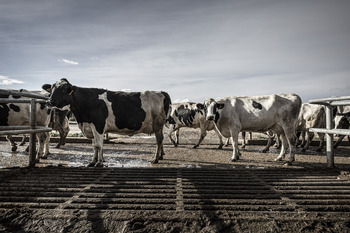 El sector lácteo sufre la ley de los ajustes