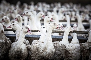 España levanta las medidas preventivas contra la gripe aviar