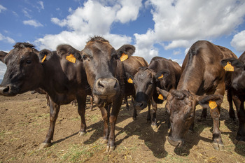 El Gobierno destina 660.000 euros para vacunas contra la DNC