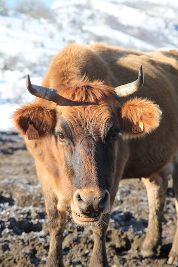 Los ganaderos rechazan el crotal electrónico en el vacuno