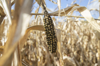 Cultivos sanos para asegurar la soberanía alimentaria
