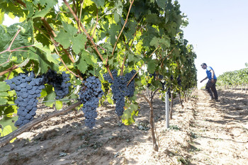 Agricultura presenta el paquete legislativo para el vino