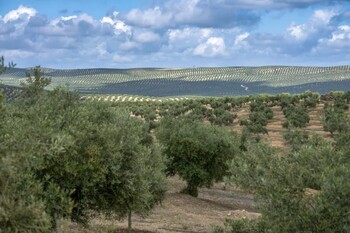España podrá retirar aceite del mercado la próxima campaña