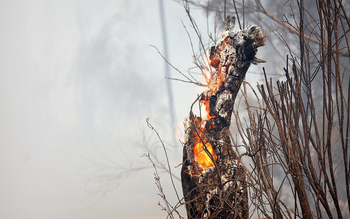 La chispa salta del campo a la política