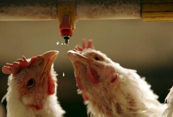 Las medidas frente a la gripe aviar seguirán vigentes otro año