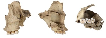 Descubren prácticas de canibalismo entre rivales en Atapuerca