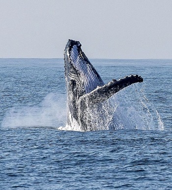 Las ballenas luchan por sobrevivir