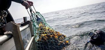 Galicia explota su huerta submarina