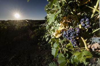 Paquete de medidas para el sector vitivinícola