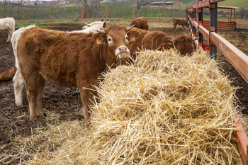 Los costes de producción salvan la renta agraria