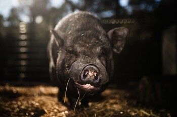 China anuncia aranceles de hasta el 19,8% al cerdo europeo
