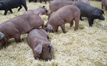 Finura de ibérico: La apuesta de Grupo Vall Companys