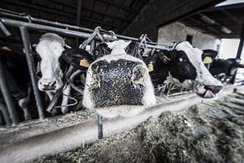 La producción de leche viene con rebajas