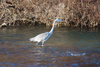 España lleva más un mes sin gripe aviar en granjas