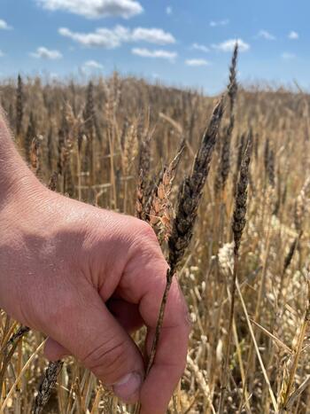 Una aplicación predice las enfermedades en el cereal