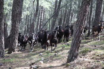 Hacen falta pezuñas contra las llamas