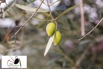 A la Guía Michelin le gusta Campo y Alma