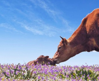 Un millón de vacas menos en un año en la UE